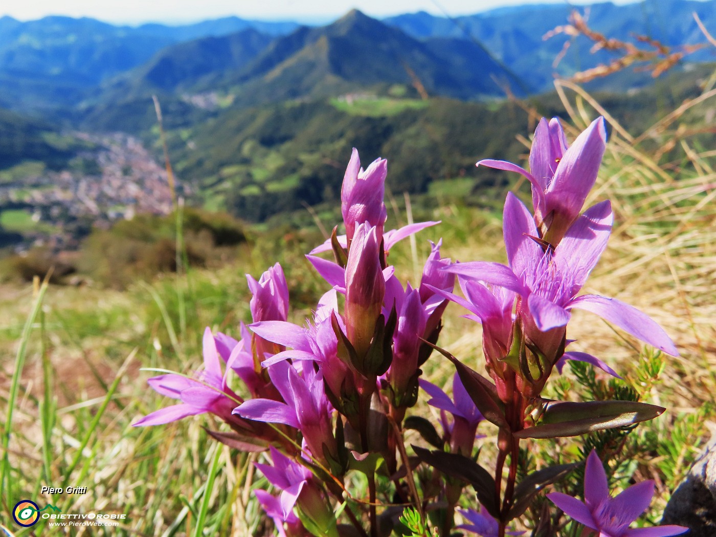 53 Gentianella anisodonta (Genzianella anisodonta) con vista verso Monte Gioco e Serina.JPG